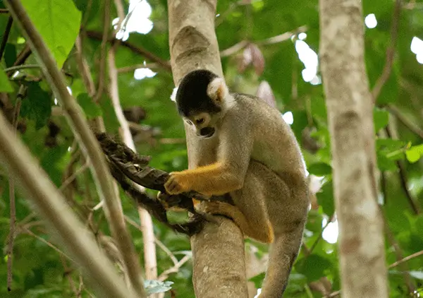 monky amazon reserve